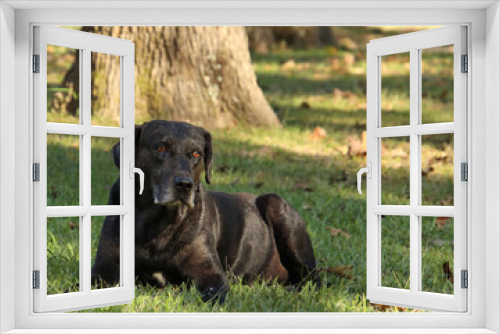 Fototapeta Naklejka Na Ścianę Okno 3D - Black dog in front yard grass