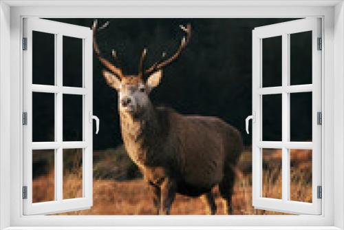 Fototapeta Naklejka Na Ścianę Okno 3D - Wild large antlers deer