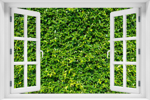 Fototapeta Naklejka Na Ścianę Okno 3D - Natural background of green leaves