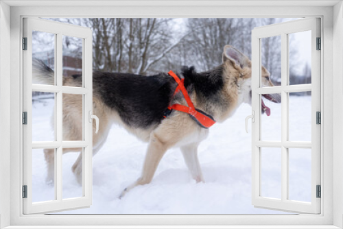 Fototapeta Naklejka Na Ścianę Okno 3D - Shepherd dog for a walk in winter.