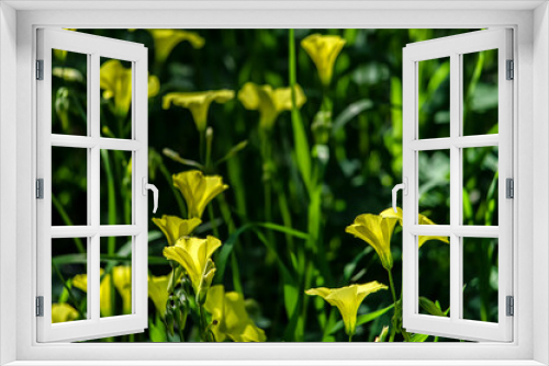 Fototapeta Naklejka Na Ścianę Okno 3D - Yellow Sorrel Wildflower Shamrock Herbaceous Perennial Spontaneous Photographed in the Countryside of Sardinia