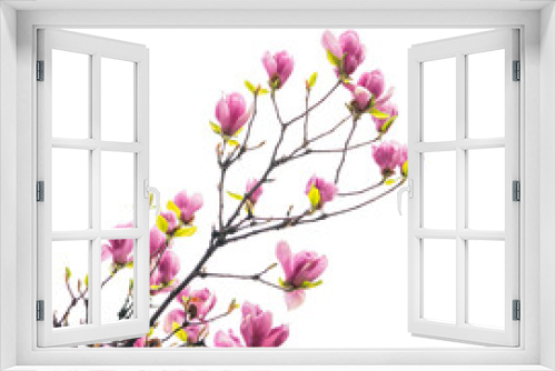 Fototapeta Naklejka Na Ścianę Okno 3D - magnolia branch isolated on white background