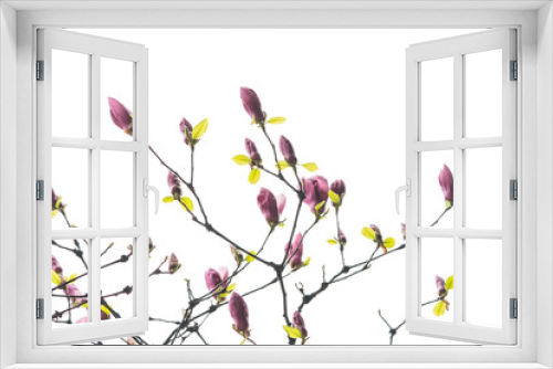 Fototapeta Naklejka Na Ścianę Okno 3D - magnolia branch isolated on white background