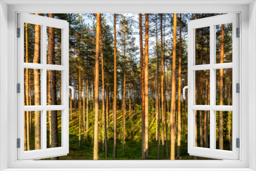 Fototapeta Naklejka Na Ścianę Okno 3D - Pine green trees forest nature landscape