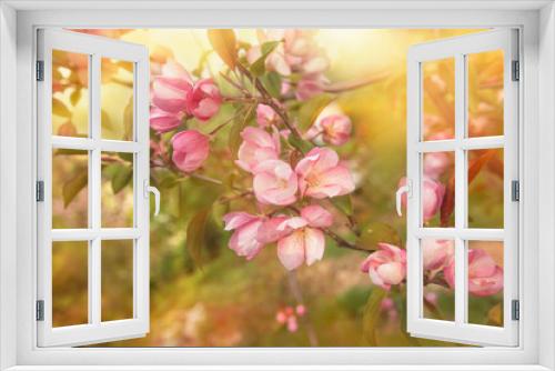 Fototapeta Naklejka Na Ścianę Okno 3D - Pink apple tree flowers in the spring in the sunlight close-up.