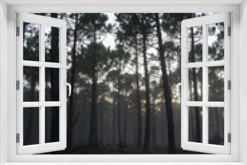 Fototapeta Naklejka Na Ścianę Okno 3D - FOREST With fog