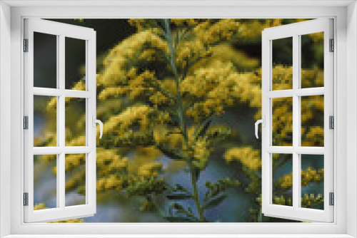 Fototapeta Naklejka Na Ścianę Okno 3D - Close up of a wild yellow flower.