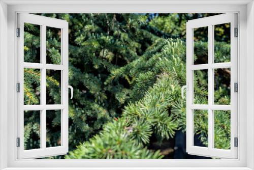 Fototapeta Naklejka Na Ścianę Okno 3D - Huge spruce, cones of the Black Sea coast Resort town Sevastopol