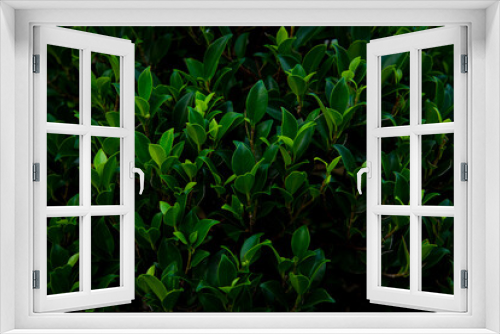 Fototapeta Naklejka Na Ścianę Okno 3D - Green leaves texture with dark space, nature background, ornamental plants