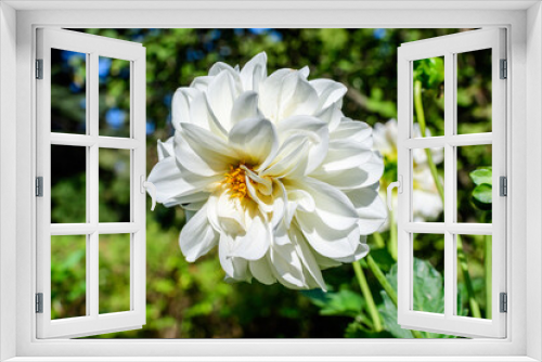 Fototapeta Naklejka Na Ścianę Okno 3D - One beautiful large vivid white dahlia flower in full bloom on blurred green background, photographed with soft focus in a garden in a sunny summer day
