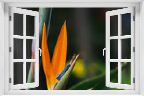 Fototapeta Naklejka Na Ścianę Okno 3D - Paradise bird flower. Red and yellow flower