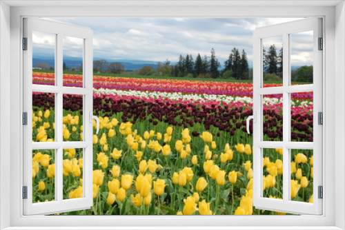 Fototapeta Naklejka Na Ścianę Okno 3D - Tulip Field in Spring