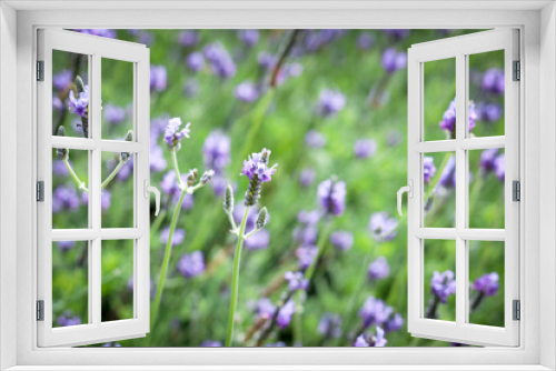 Fototapeta Naklejka Na Ścianę Okno 3D - Beautiful blooming purple lavender flowers in field, violet fragrant lavender flower in summer garden. Perfume ingredient and aromatherapy product.
