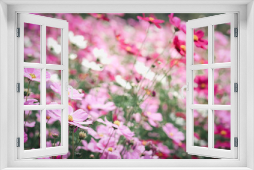 Fototapeta Naklejka Na Ścianę Okno 3D - Pink cosmos flower blooming cosmos flower field, beautiful vivid natural summer garden outdoor park image