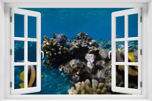 Fototapeta Naklejka Na Ścianę Okno 3D - Beautiful Coloured Hard Coral Reef. Red Sea.
