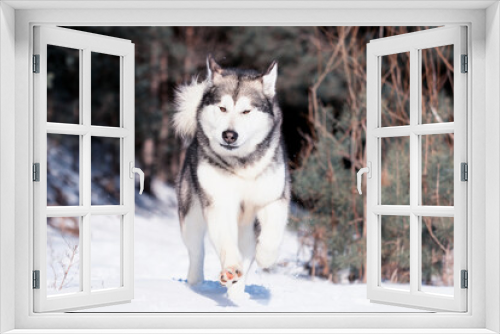 Fototapeta Naklejka Na Ścianę Okno 3D - Alaskan Malamute dog in winter forest