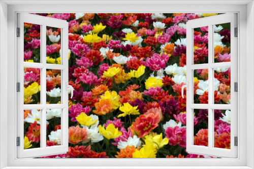 Fototapeta Naklejka Na Ścianę Okno 3D - Tulipani multicolorati
