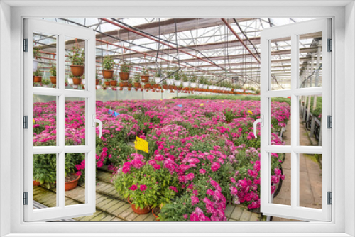 Fototapeta Naklejka Na Ścianę Okno 3D - rows of young flowers aster in greenhouse with a lot of indoor plants on plantation