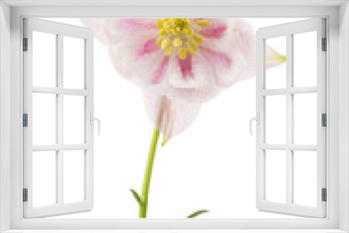 Fototapeta Naklejka Na Ścianę Okno 3D - Rosy flower of aquilegia, blossom of catchment closeup, isolated on white background