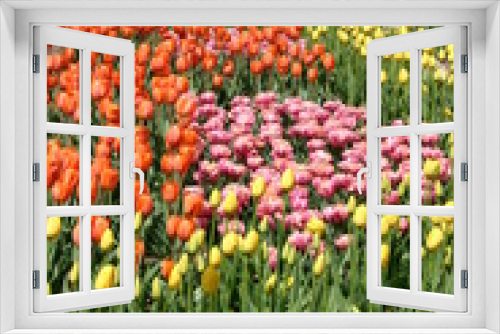 Fototapeta Naklejka Na Ścianę Okno 3D - tulips in the park