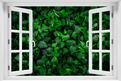 Fototapeta Naklejka Na Ścianę Okno 3D - Nature background flat lay of green leaves