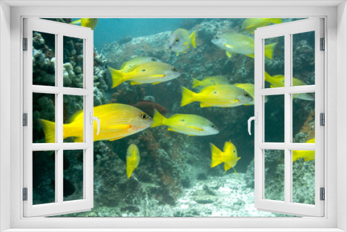 Fototapeta Naklejka Na Ścianę Okno 3D - School of Blackspot Snapper (Lutjanus fulviflamma), Seychelles