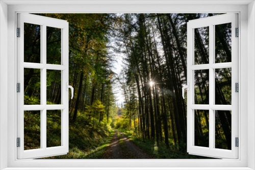 Fototapeta Naklejka Na Ścianę Okno 3D - Waldweg im Odenwald