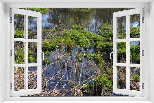 Fototapeta Naklejka Na Ścianę Okno 3D - Wczesna wiosna na stawie, rośliny wodne