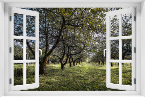 Fototapeta Naklejka Na Ścianę Okno 3D - An old abandoned garden. Apple trees with painful trunks. The dried leaves fall on the green grass. The autumn harvest of apples is collected.