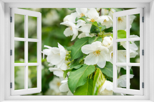 Fototapeta Naklejka Na Ścianę Okno 3D - Blossoming apple tree brunch with white flowers