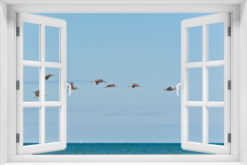 Fototapeta Naklejka Na Ścianę Okno 3D - front view, very, far, distance of a gage of brown pelicans flying along a tropical seashore, on the gulf of Mexico on a sunny day