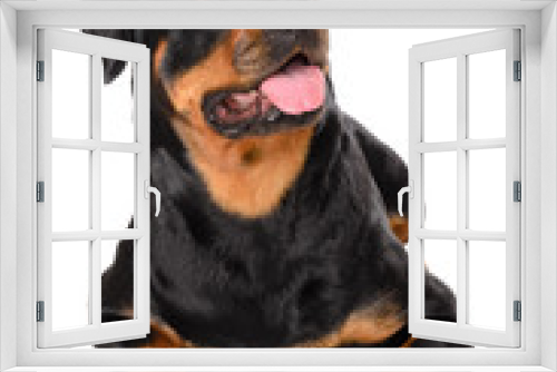 Fototapeta Naklejka Na Ścianę Okno 3D - Portrait of young Rottweiler