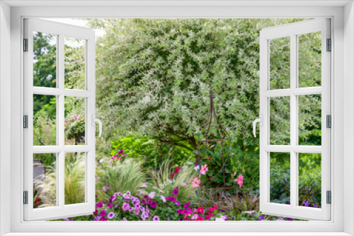 Fototapeta Naklejka Na Ścianę Okno 3D - Magically beautiful Japanese willow ornamental trees in a summer garden in the Midwest, with purple and pink petunias, garden containers, catmint and red roses. 