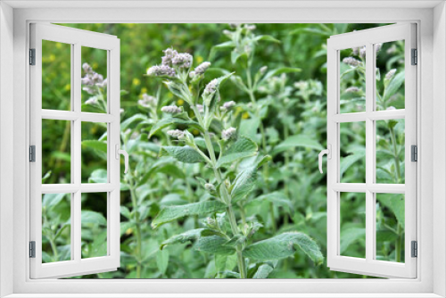 Fototapeta Naklejka Na Ścianę Okno 3D - Mint long-leaved (Mentha longifolia) grows in nature