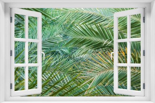 Fototapeta Naklejka Na Ścianę Okno 3D - Palm tree fronds in Nizwa, Oman.