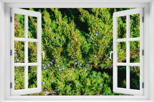 Fototapeta Naklejka Na Ścianę Okno 3D - Green branches of the Eastern Juniper (Latin Juniperus polycarpos). Evergreen Oriental Juniper close-up. Juniper oriental with blue berries.
