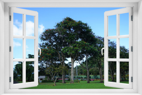 Fototapeta Naklejka Na Ścianę Okno 3D - Monkeypod aka Rain Tree with beautiful sunlight at dawn in Maui, Hawaii - モンキーポッド マウイ ハワイ