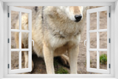 Fototapeta Naklejka Na Ścianę Okno 3D - Timber Wolf (Canis lupus)