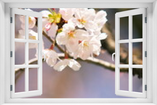 Fototapeta Naklejka Na Ścianę Okno 3D - 春と共に咲き始めた桜