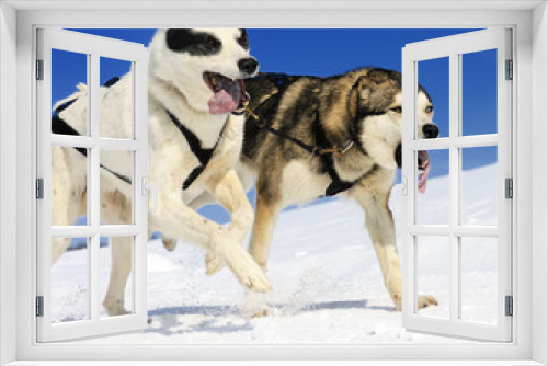 Fototapeta Naklejka Na Ścianę Okno 3D - sportive dogs