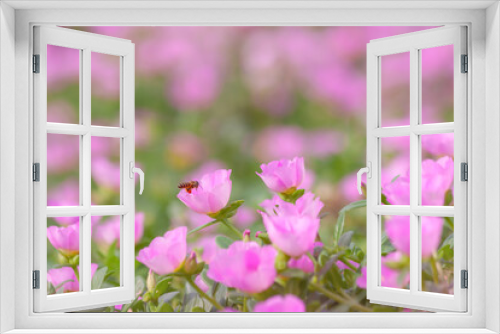 Fototapeta Naklejka Na Ścianę Okno 3D - Pink flowers blooming in spring time