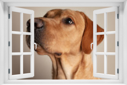 Fototapeta Naklejka Na Ścianę Okno 3D - portrait of a labrador retriever