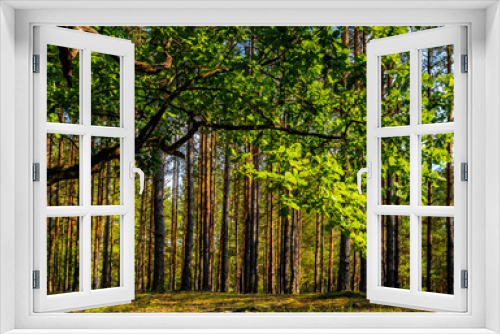 Fototapeta Naklejka Na Ścianę Okno 3D - Summer landscape of mixed european forest thicket in Puszcza Kampinoska Forest in Izabelin town near Warsaw in central Poland
