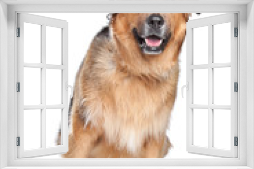 Fototapeta Naklejka Na Ścianę Okno 3D - Mixed breed dog