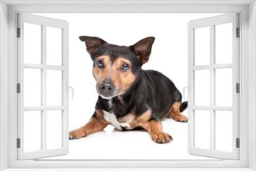 Fototapeta Naklejka Na Ścianę Okno 3D - Black and Tan Jack Russel Terrier