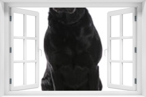 Fototapeta Naklejka Na Ścianę Okno 3D - Black Labrador Retriever