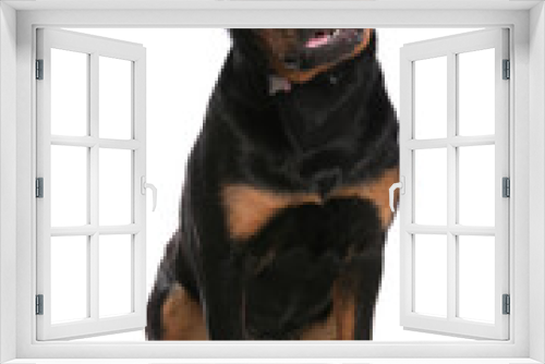 Fototapeta Naklejka Na Ścianę Okno 3D - Rottweiler Dog