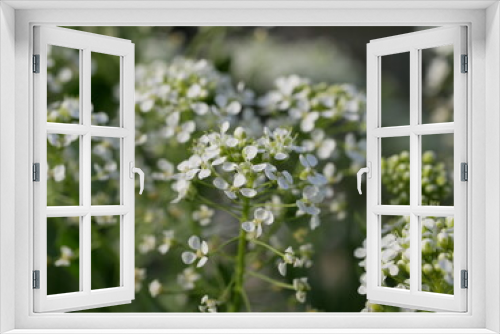 Fototapeta Naklejka Na Ścianę Okno 3D - Small white fragrant flowers bloom magnificently on a sunny spring day. The side effect when photographing flowers.