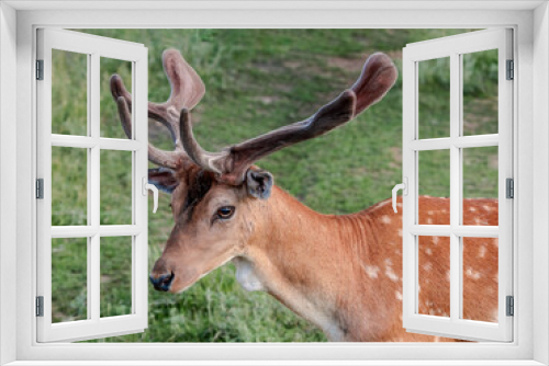 Fototapeta Naklejka Na Ścianę Okno 3D - The Fallow Deer (Dama dama)