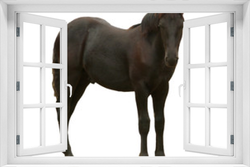 Fototapeta Naklejka Na Ścianę Okno 3D - cheval merens